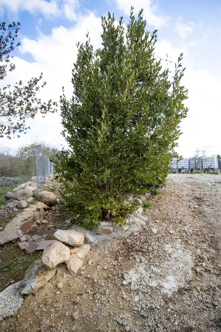 Jardín de Terreno en venta en Sant Climent Sescebes