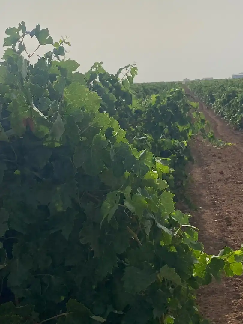 Terreno en venta en Tomelloso