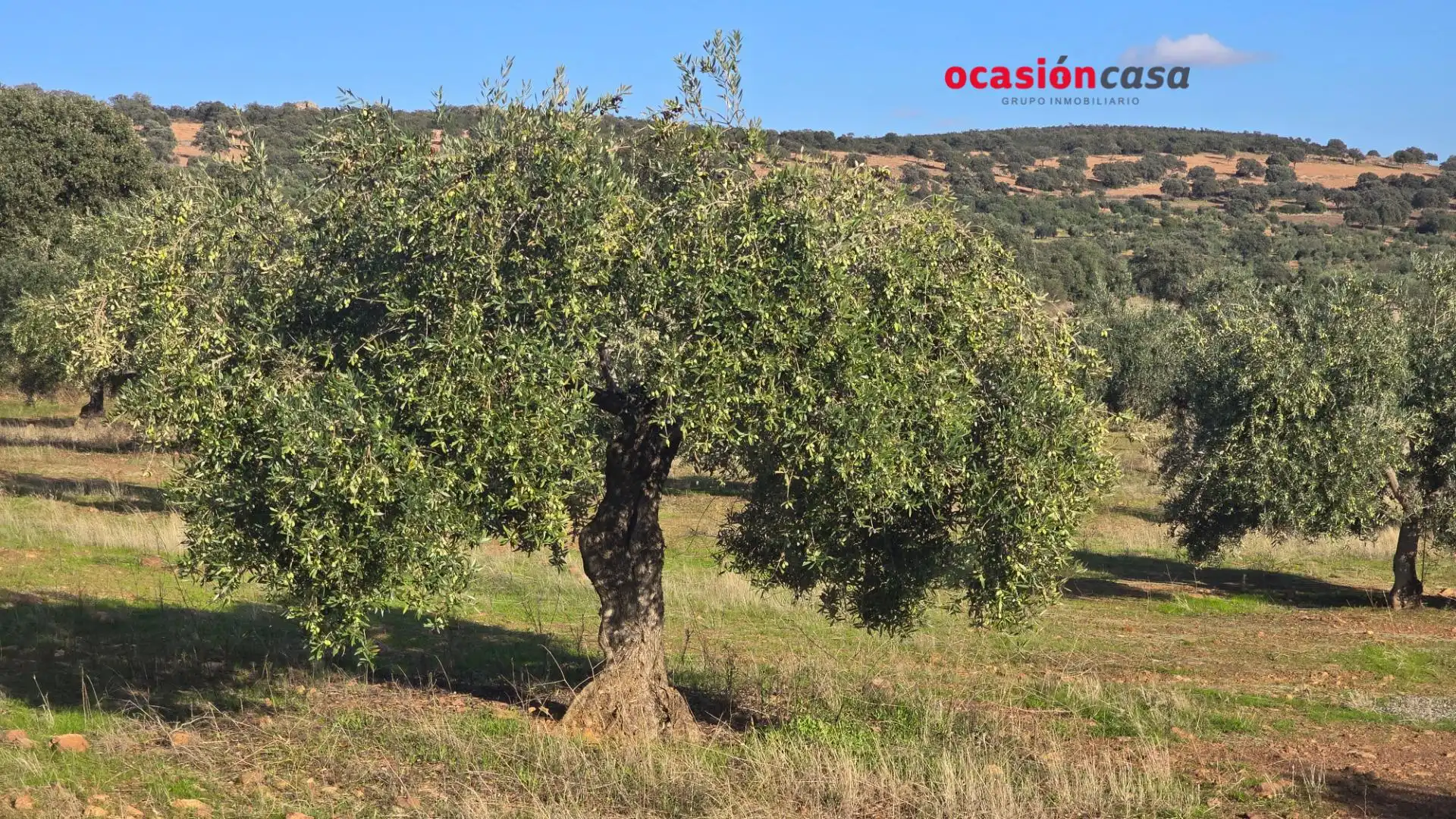 Wohnbaugrundstück zum Verkauf in La Granjuela, imagen 19