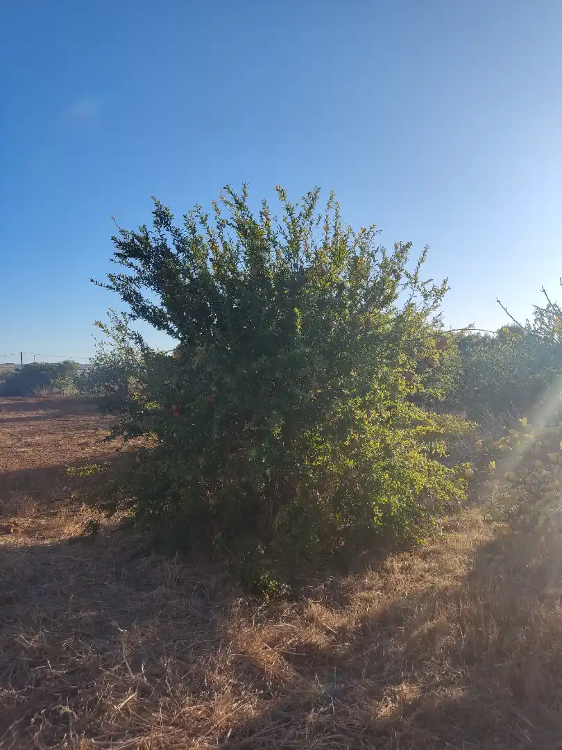 Land for sale in Conil de la Frontera