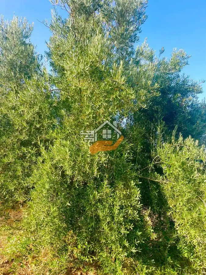 Residential land for sale in Vélez-Rubio, imagen 5