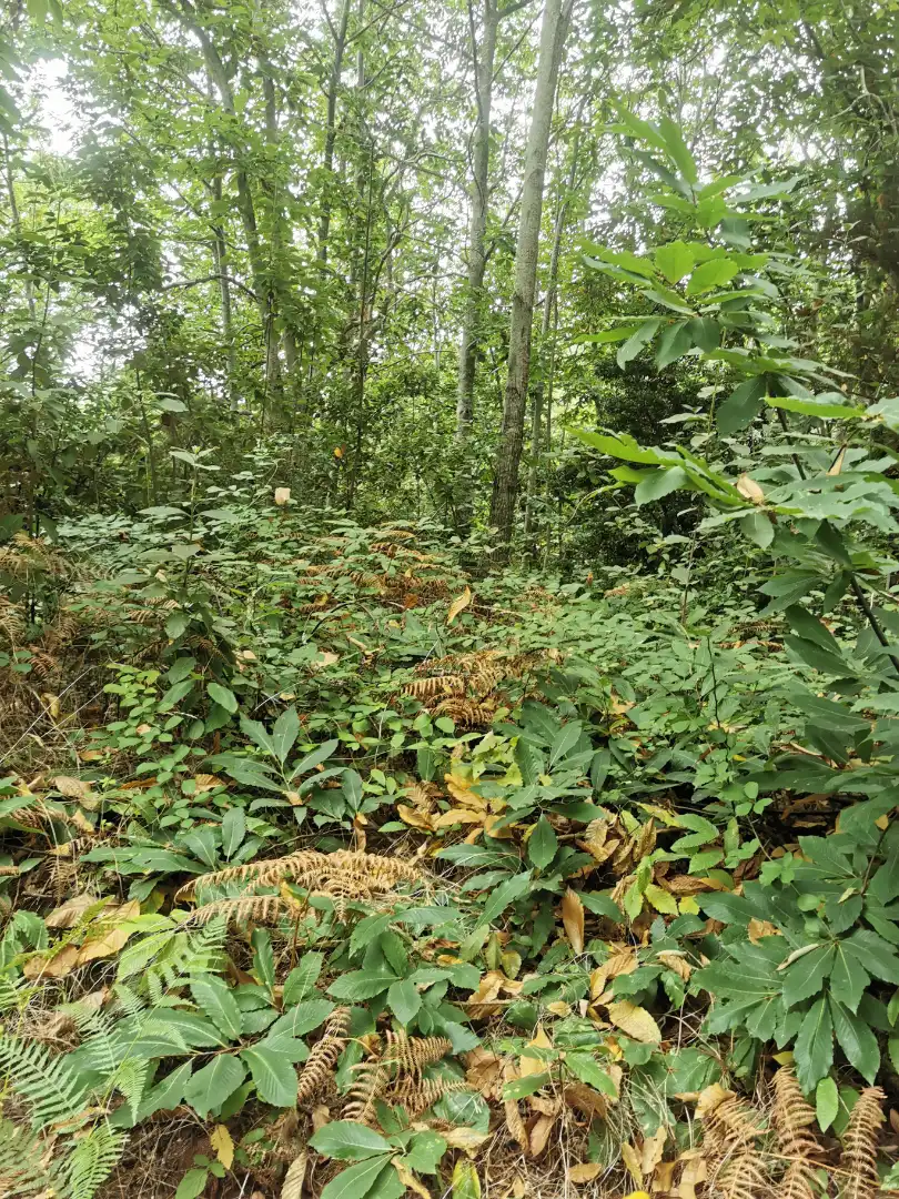 Grundstücke zum Verkauf in Santa Úrsula