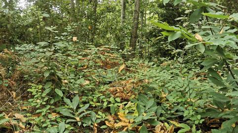 Photo 3 of Land for sale in Calle la Rosa, Cuesta de la Villa, Santa Cruz de Tenerife