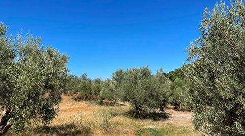 Foto 2 de Terreny en venda a Diseminado Cr Almiron, 22, Almargen, Málaga