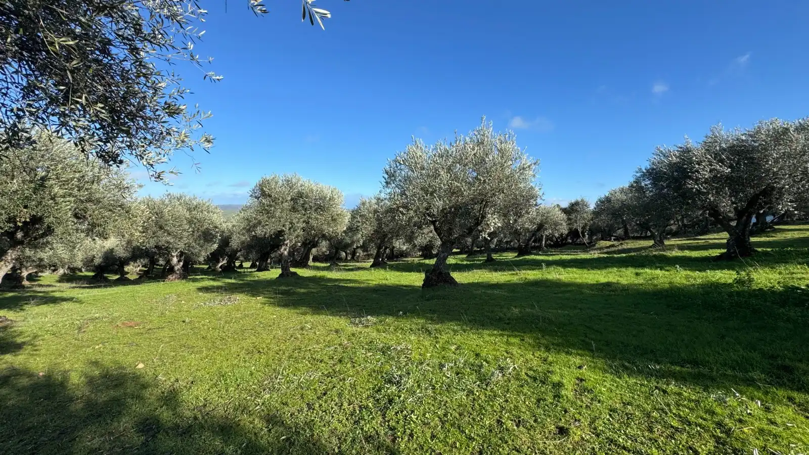 Terreni e lotti in vendita a Valencia de Alcántara, imagen 5