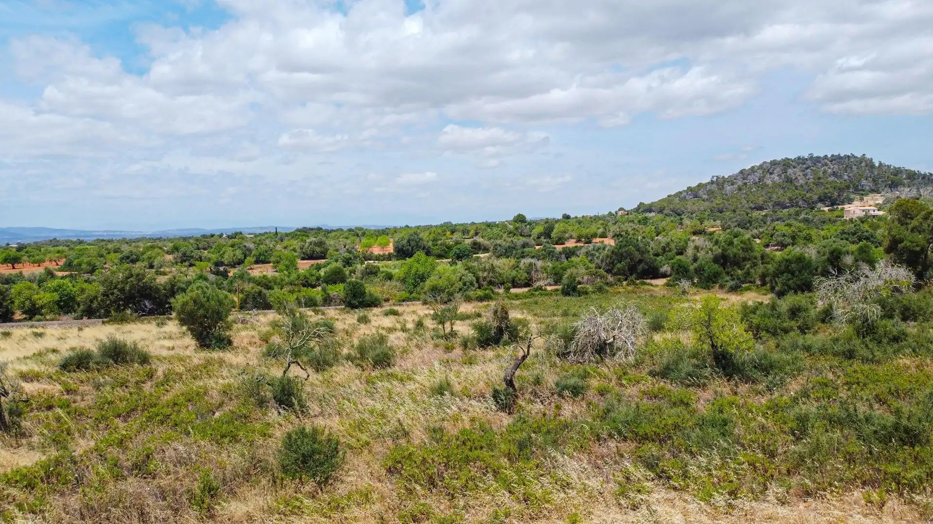 Lands and plots for sale in Felanitx Poble, imagen 8