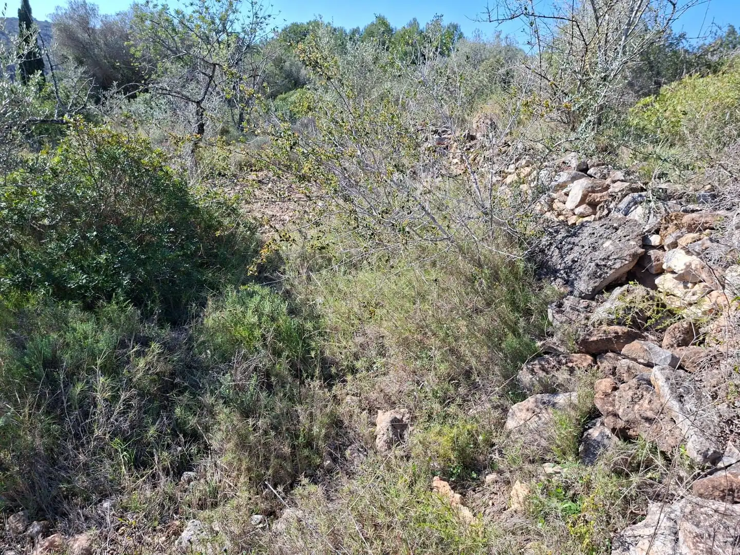 Terreny rústic en venda a Ulldecona, imagen 9