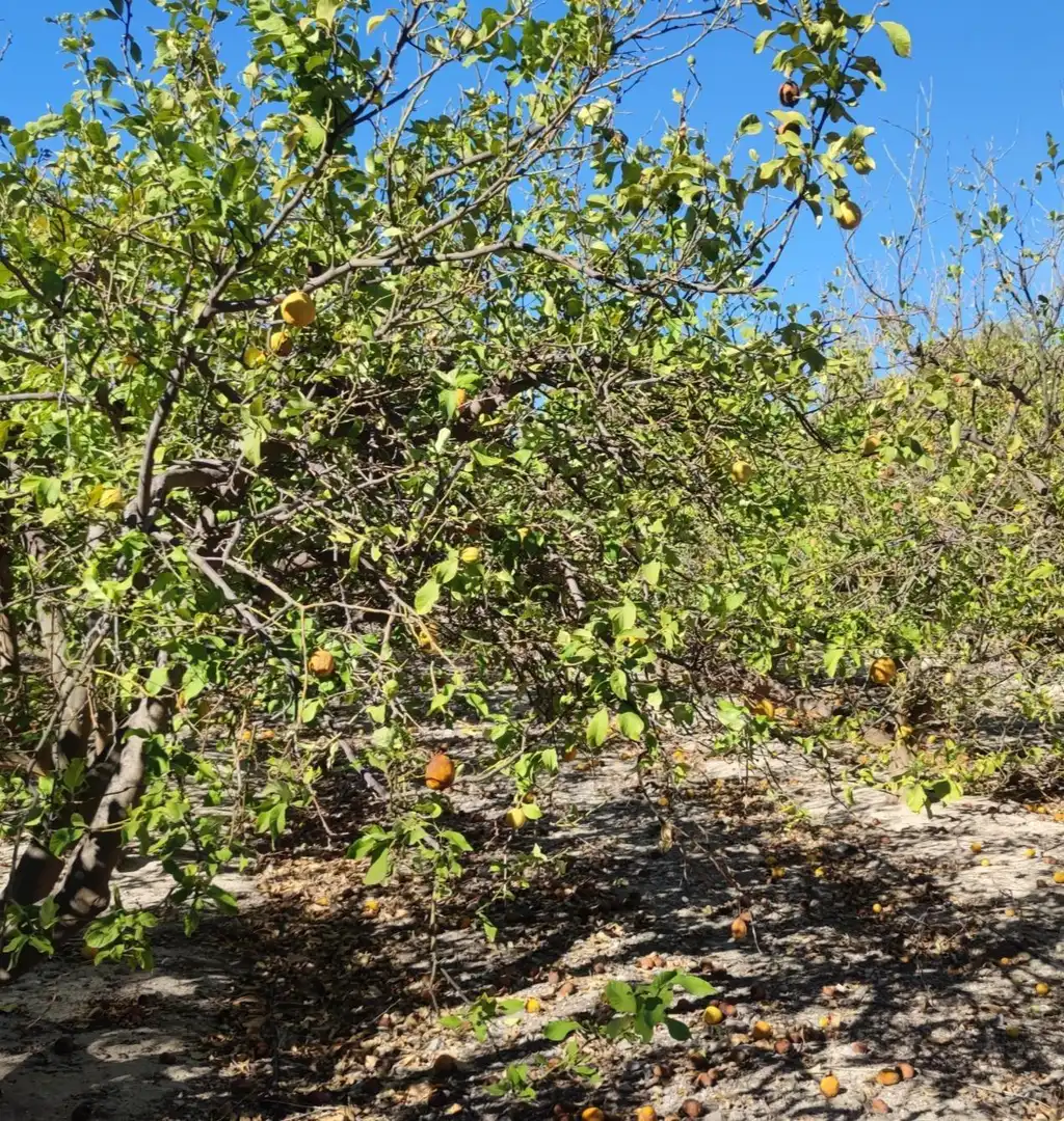 Jardí de Finca rústica en venda en Villajoyosa / La Vila Joiosa amb Terrassa i Balcó