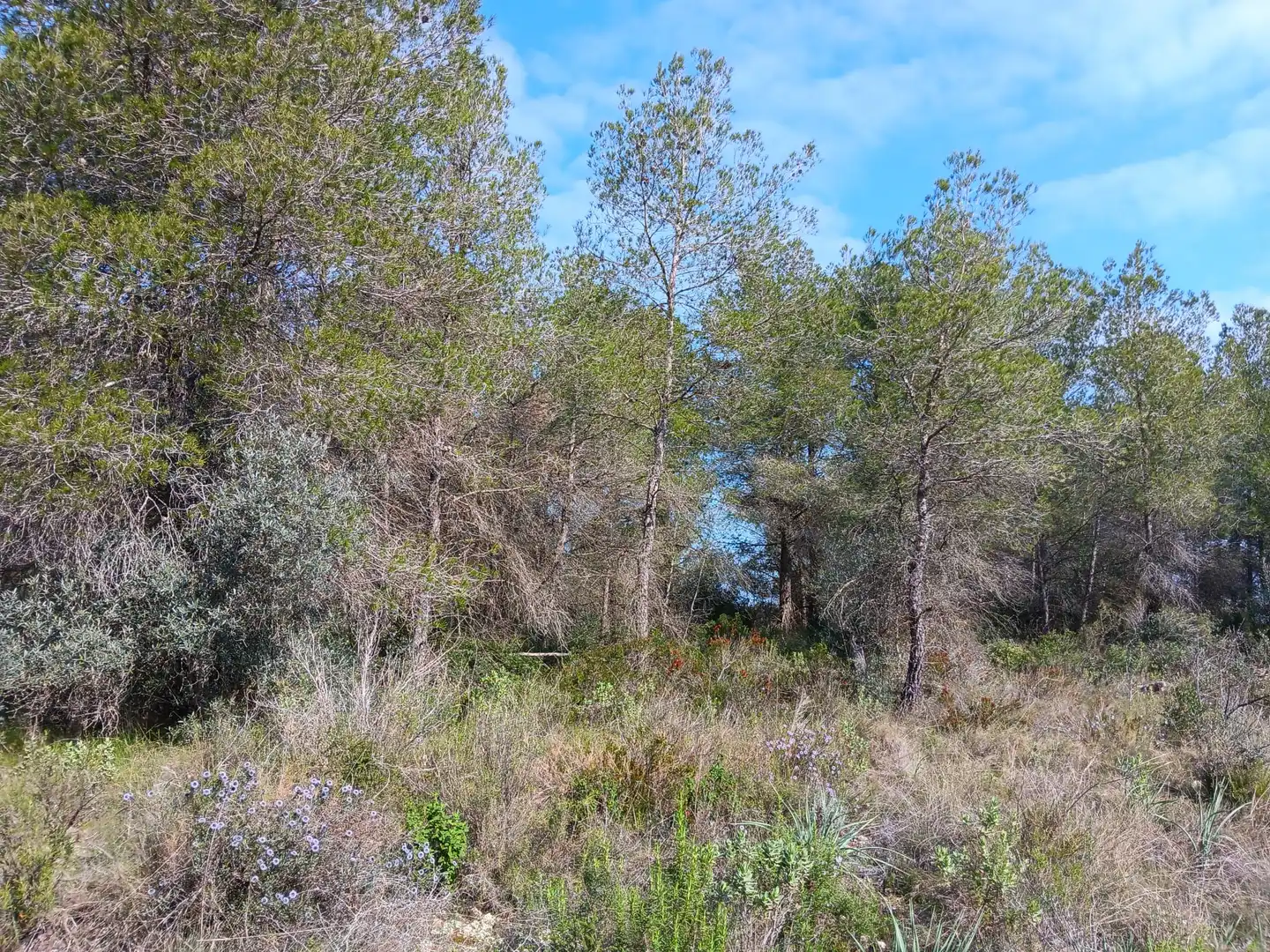 Lands and plots for sale in Ginestar, imagen 9