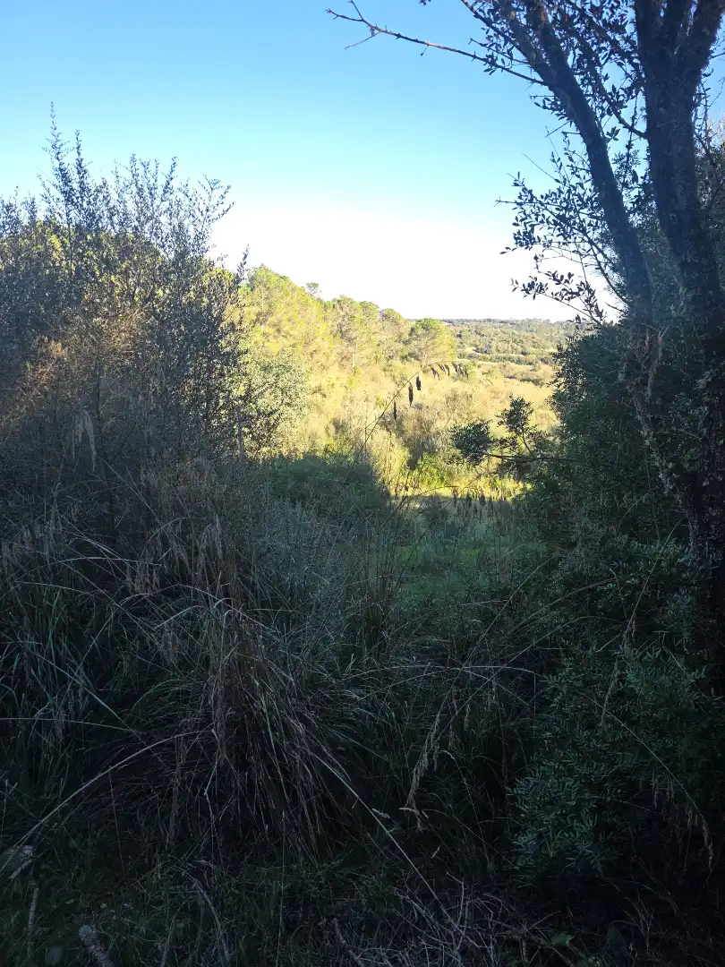 Rustikales Grundstück zum Verkauf in Camí de Son Dalmau 2, imagen 11