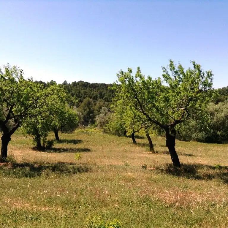 Terreni e lotti in vendita a Arens de Lledó, imagen 5