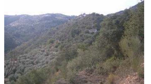 Foto 3 de Finca rústica en venta en Periana, Málaga