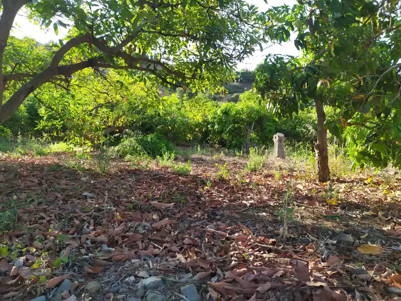 Rural land for sale in Calle de la Molineta 25, imagen 3