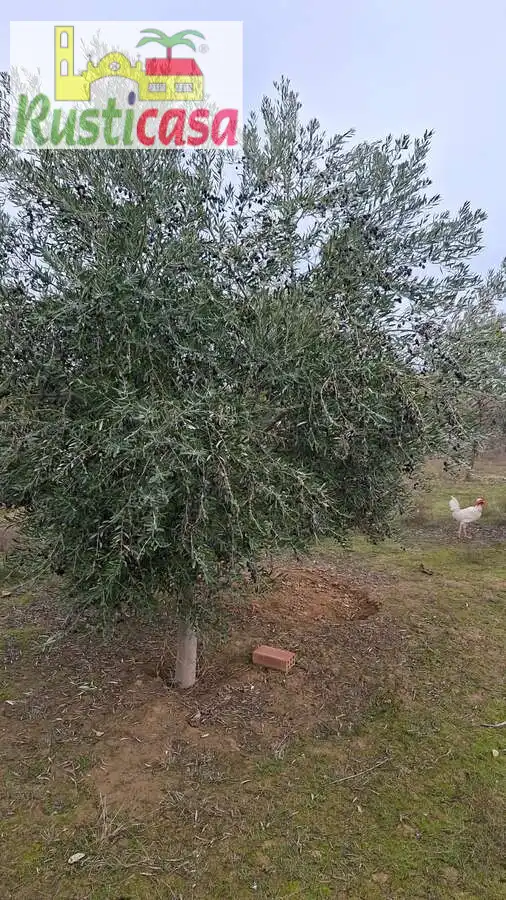 Terreni e lotti in vendita a Sevilleja, imagen 3
