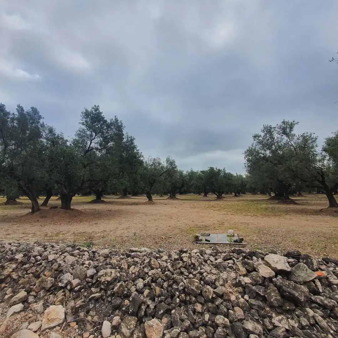 Terrain rustique à vendre à Xerta, imagen 4