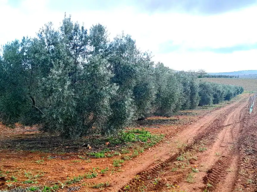 Rural land for sale in Calle del Seis de Junio 10, imagen 4