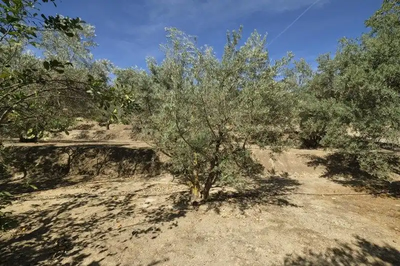 Terreno rustico in vendita a El Valle, imagen 16