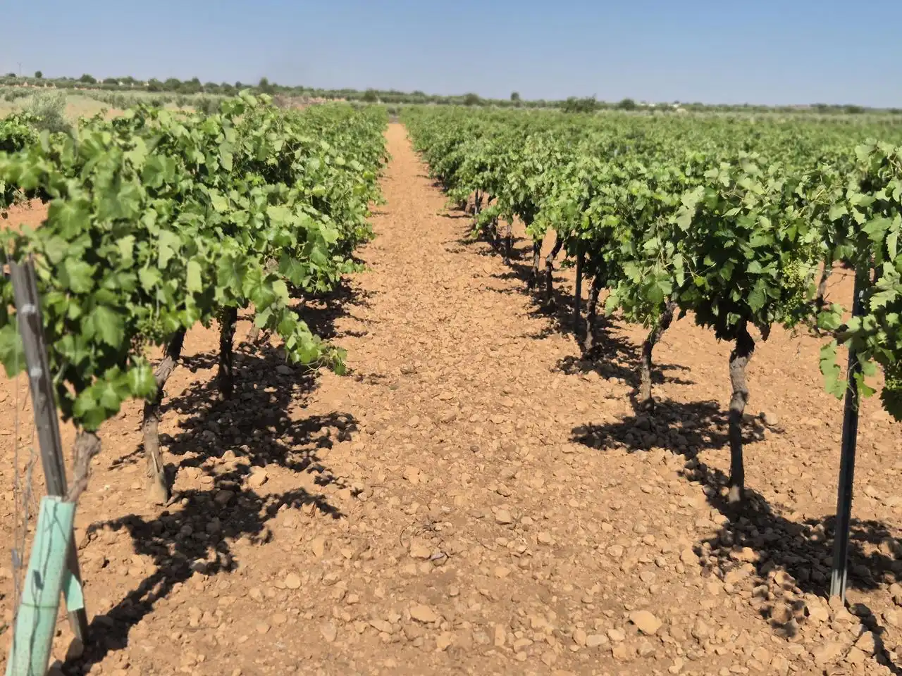 Terreno rustico in vendita a Las Colinas, imagen 6