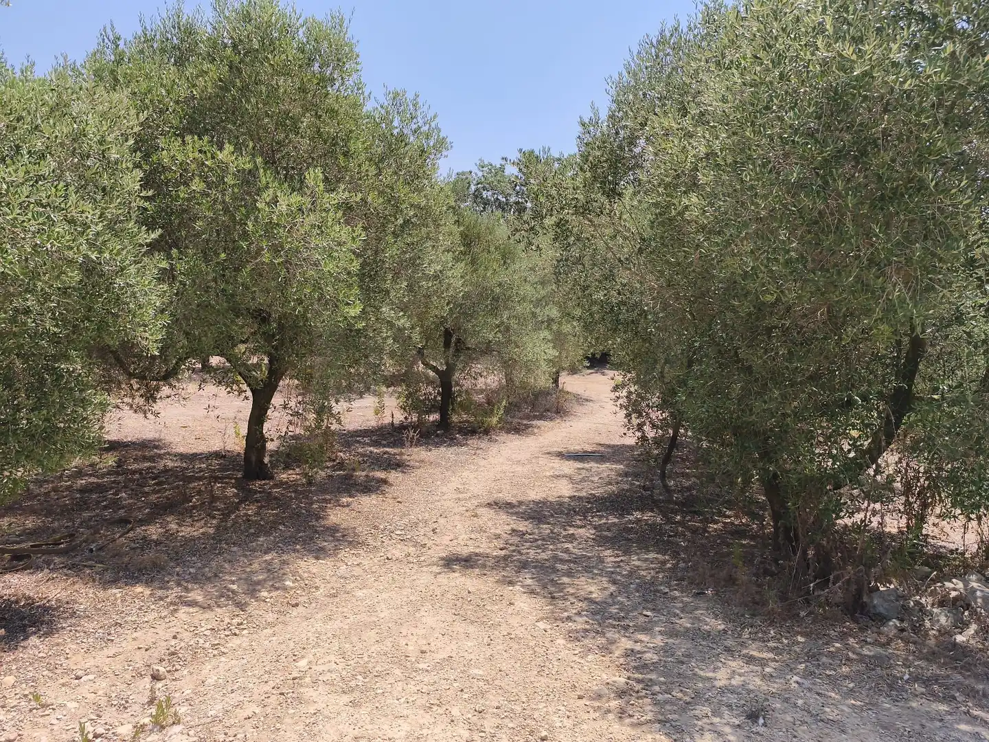 Rustikales Grundstück zum Verkauf in Sant Jaume dels Domenys, imagen 19