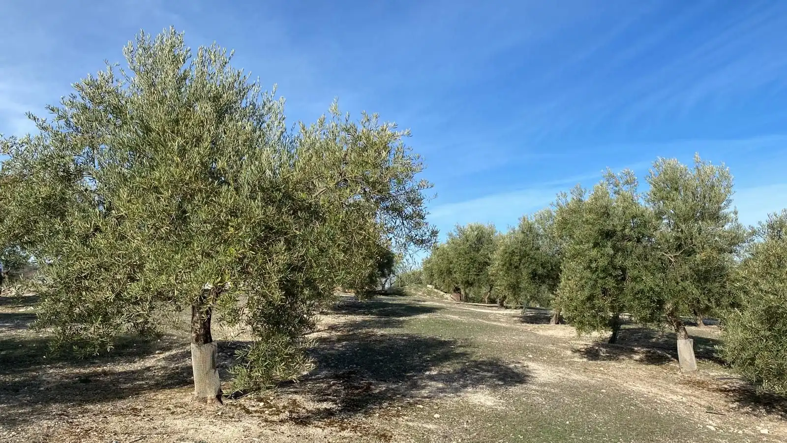 Terreny rústic en venda a Píñar, imagen 15