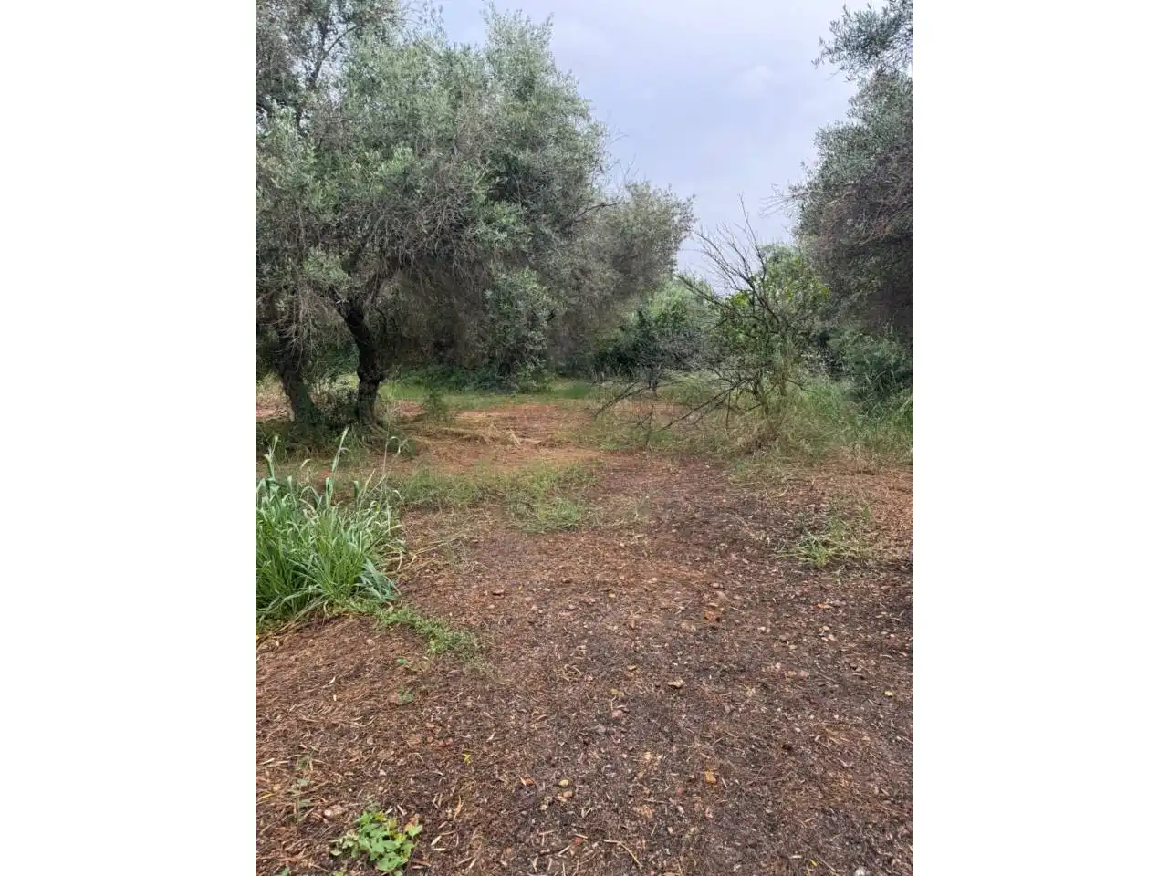 Chalet con jardín en venta en Urbanizacion Tres Palmeras, imagen 16