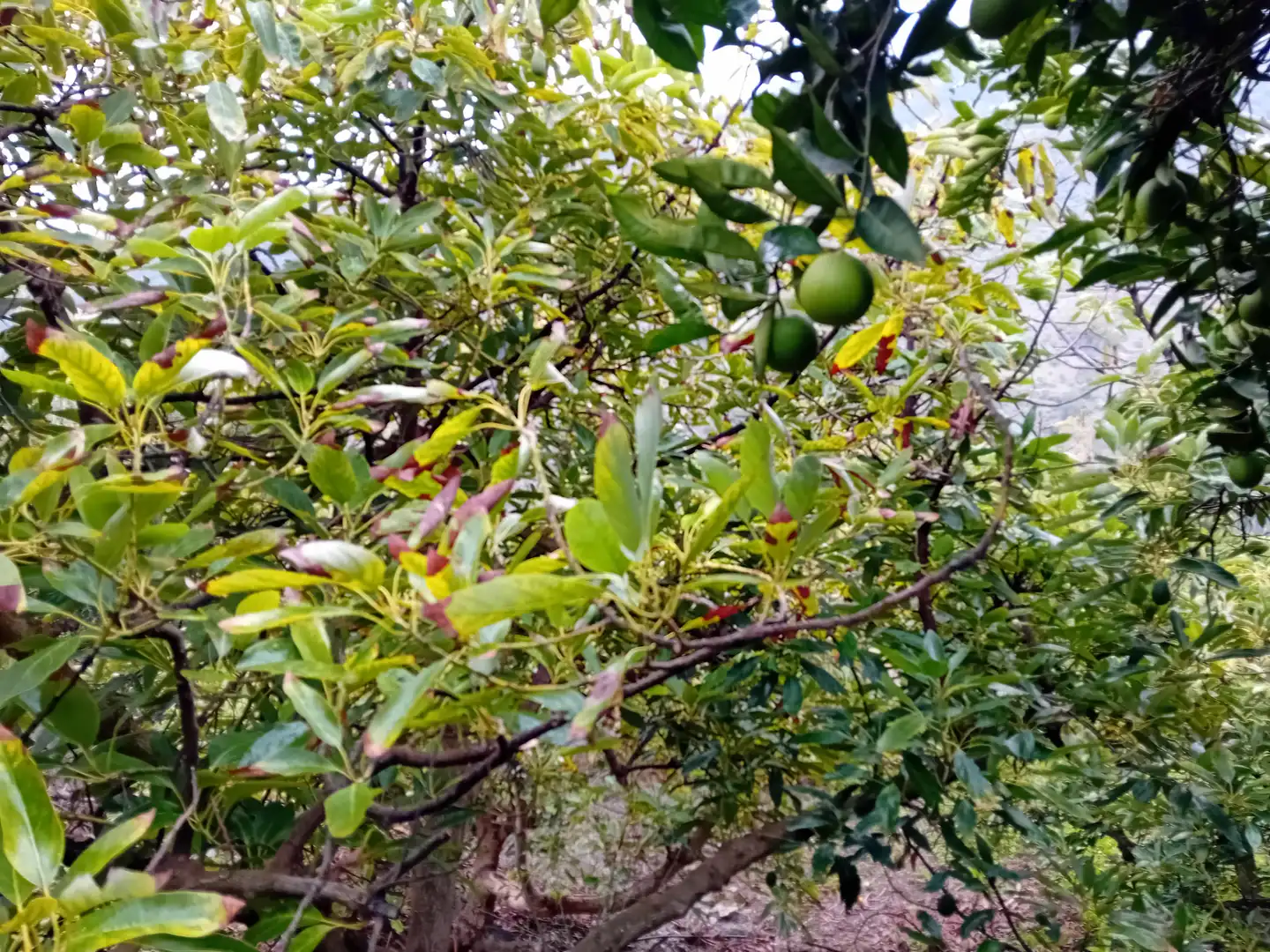 Terreni e lotti in vendita a Yunquera, imagen 8