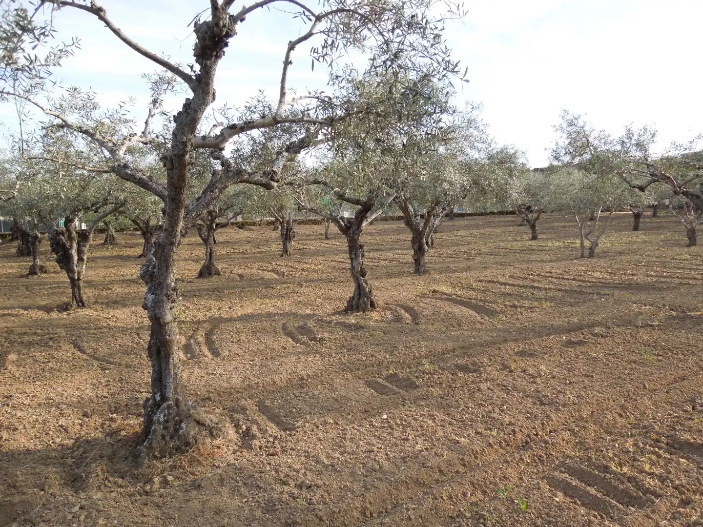 Jardín de Terreno en venta en Malpartida de Plasencia