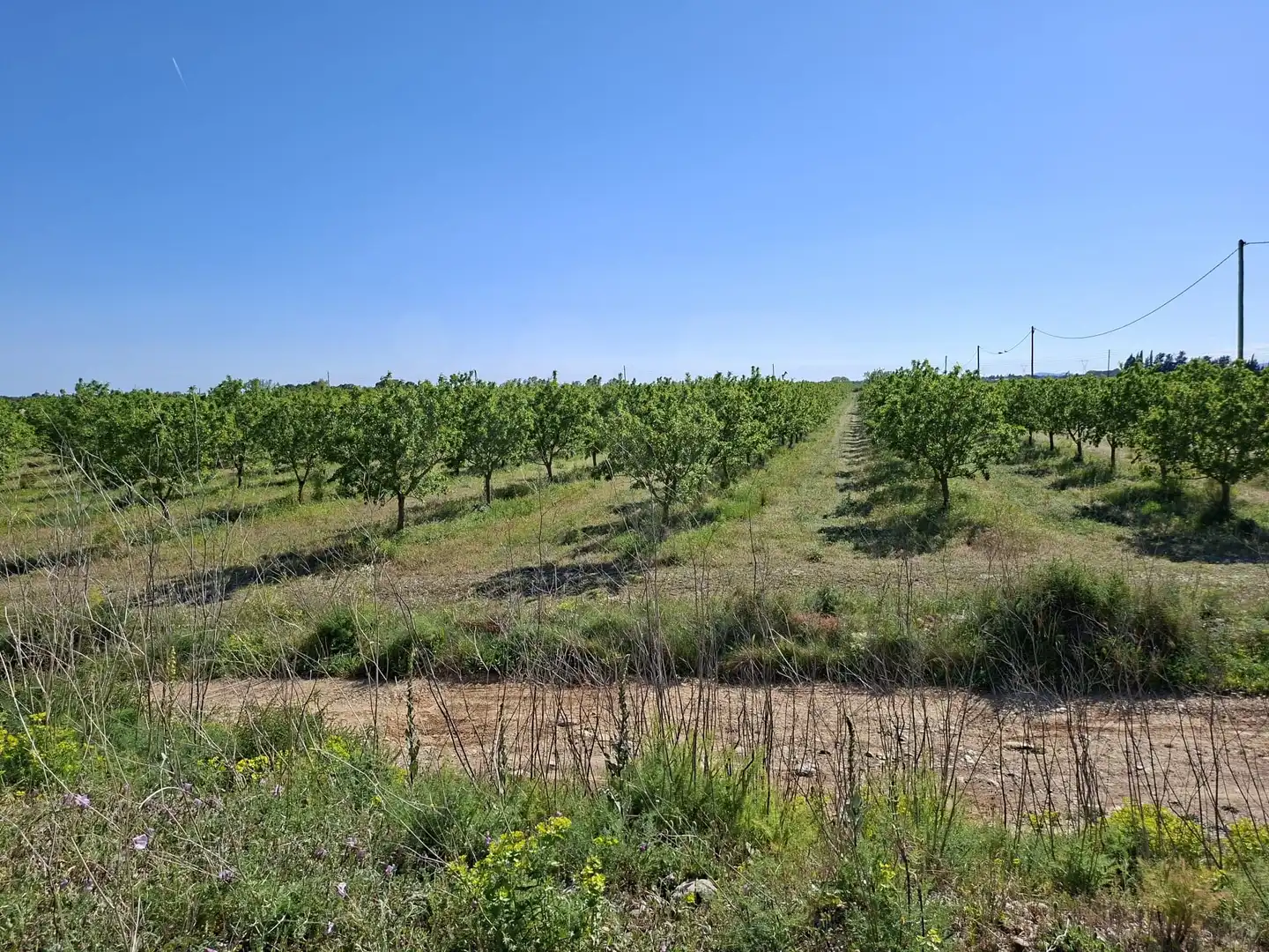 Terreny rústic en venda a Ulldecona, imagen 32