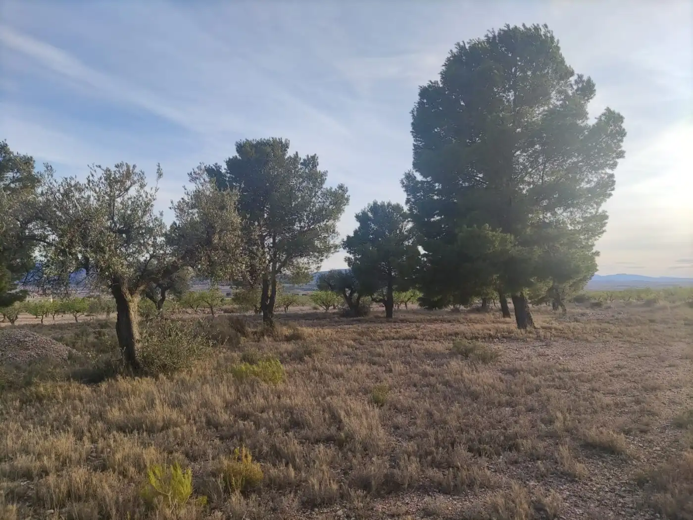 Terreno rústico en venta en El Pinós / Pinoso