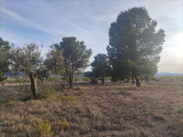 Rustikales Grundstück zum Verkauf in El Pinós / Pinoso
