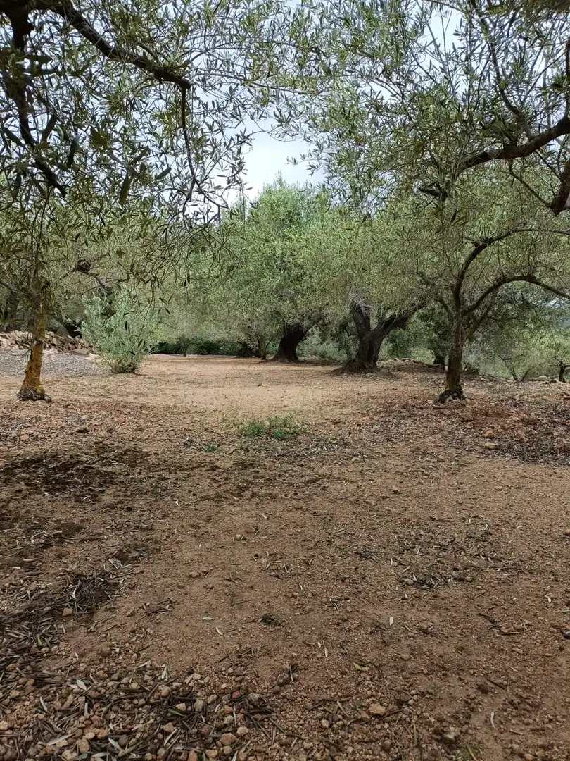 Residencial en venda a El Perelló