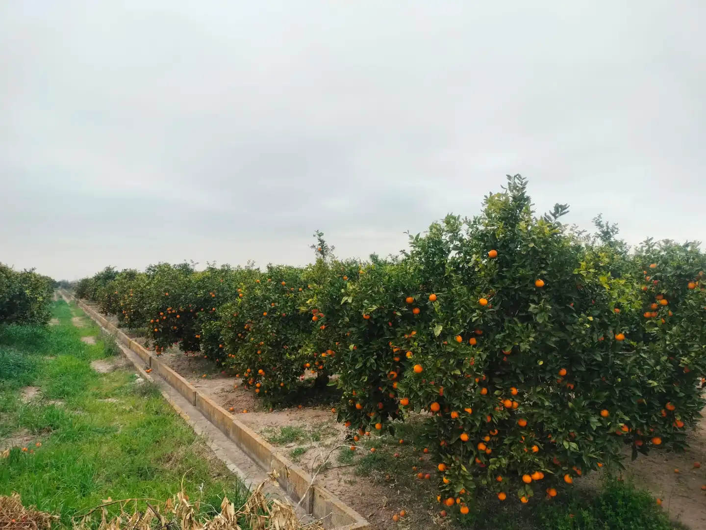 Rural land for sale in Carrer Sueca 35, imagen 4