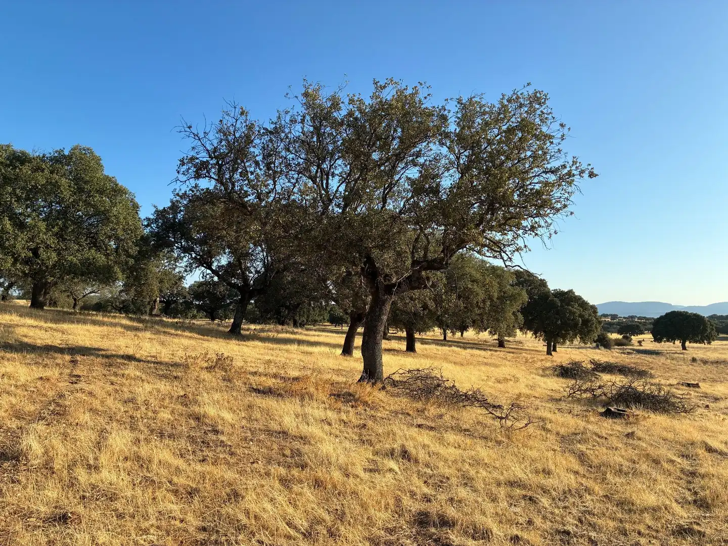 Rural land for sale in Mohedas de la Jara, imagen 8