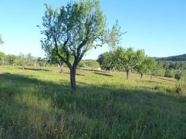 Houses for sale in Algaida