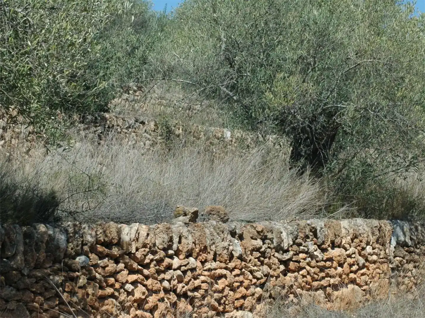 Jardí de Finca rústica en venda en Camarles
