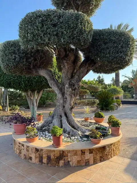 Jardí de Casa o xalet en venda en Elche / Elx amb Aire condicionat, Calefacció i Jardí privat