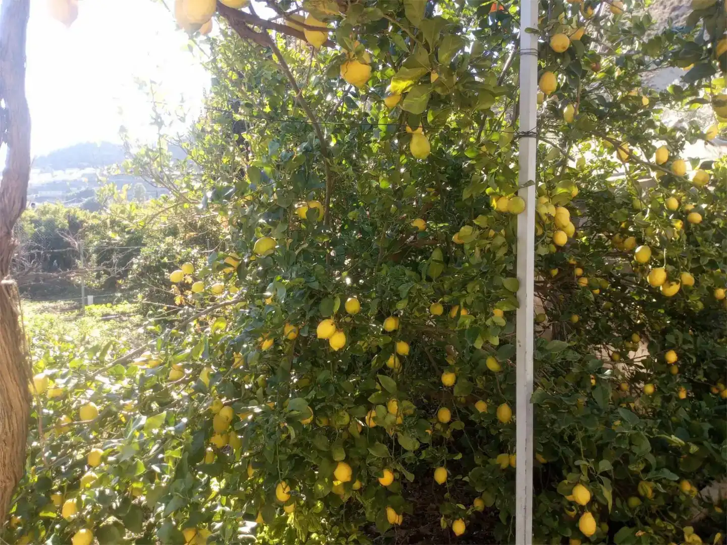 Jardí de Pis en venda en Instinción amb Balcó