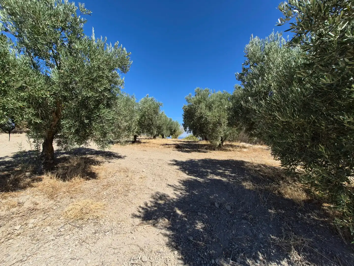 Terreny rústic en venda a Alhama de Granada, imagen 6