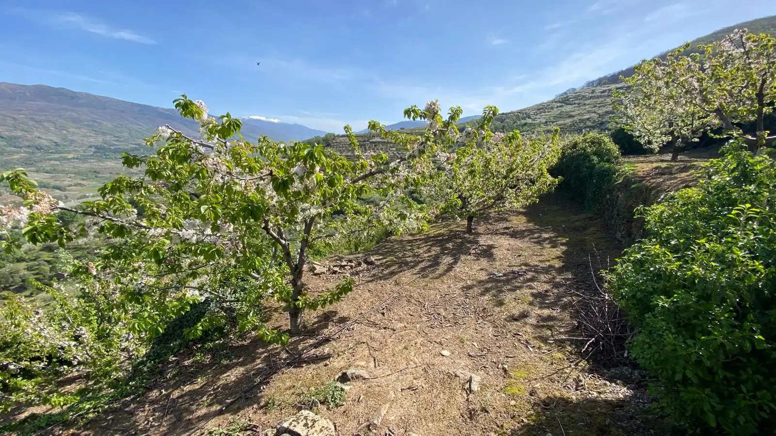 Terreni e lotti in vendita a Casas del Castañar, imagen 10