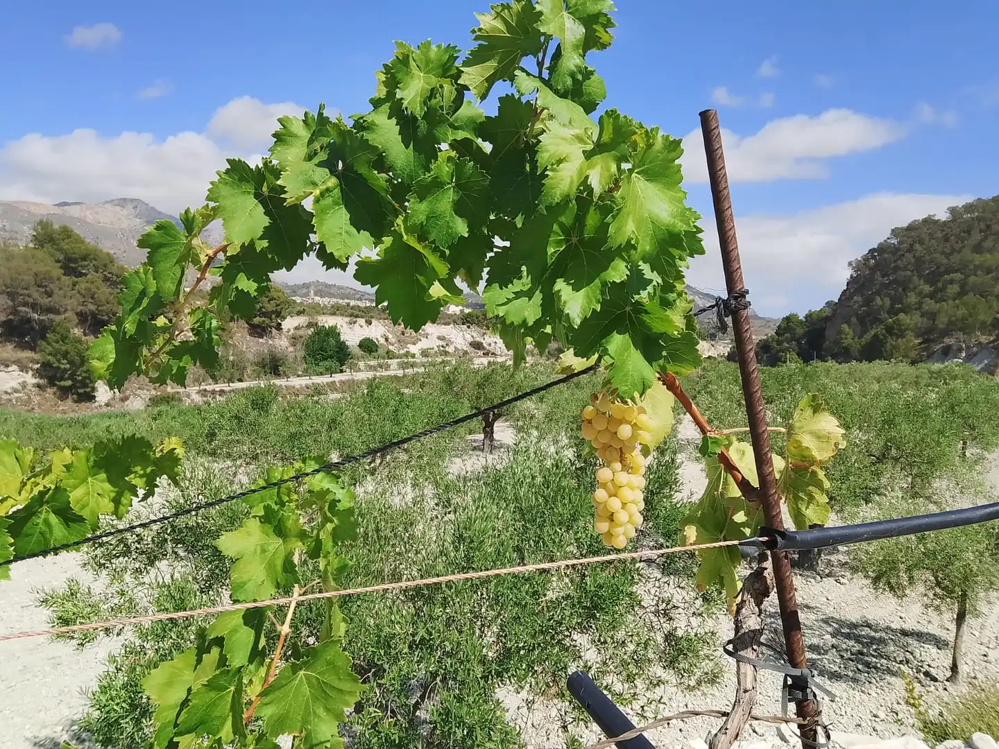 Terreno rustico in vendita a N/A, imagen 108
