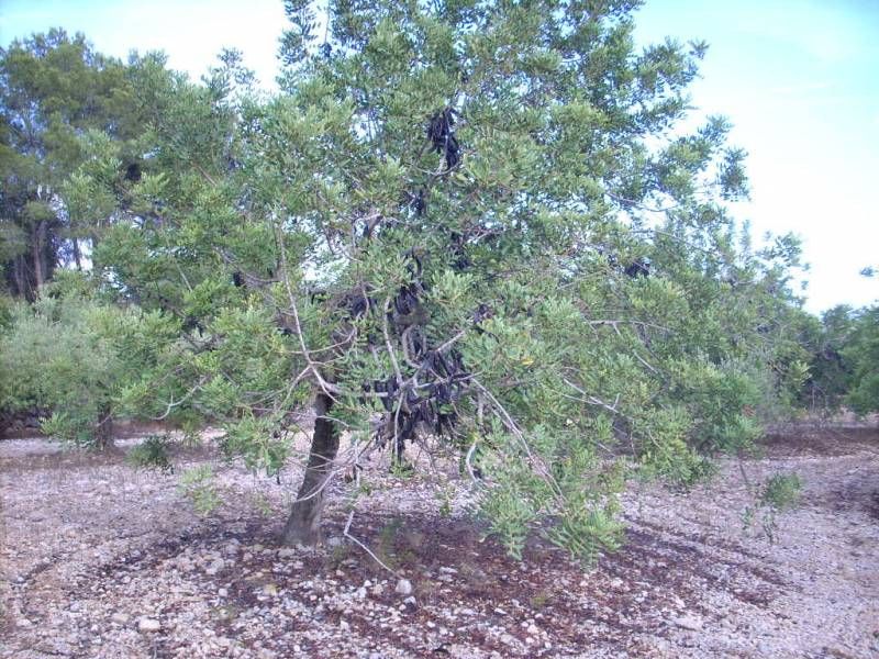 Country house for sale in Sant Carles de la Ràpita