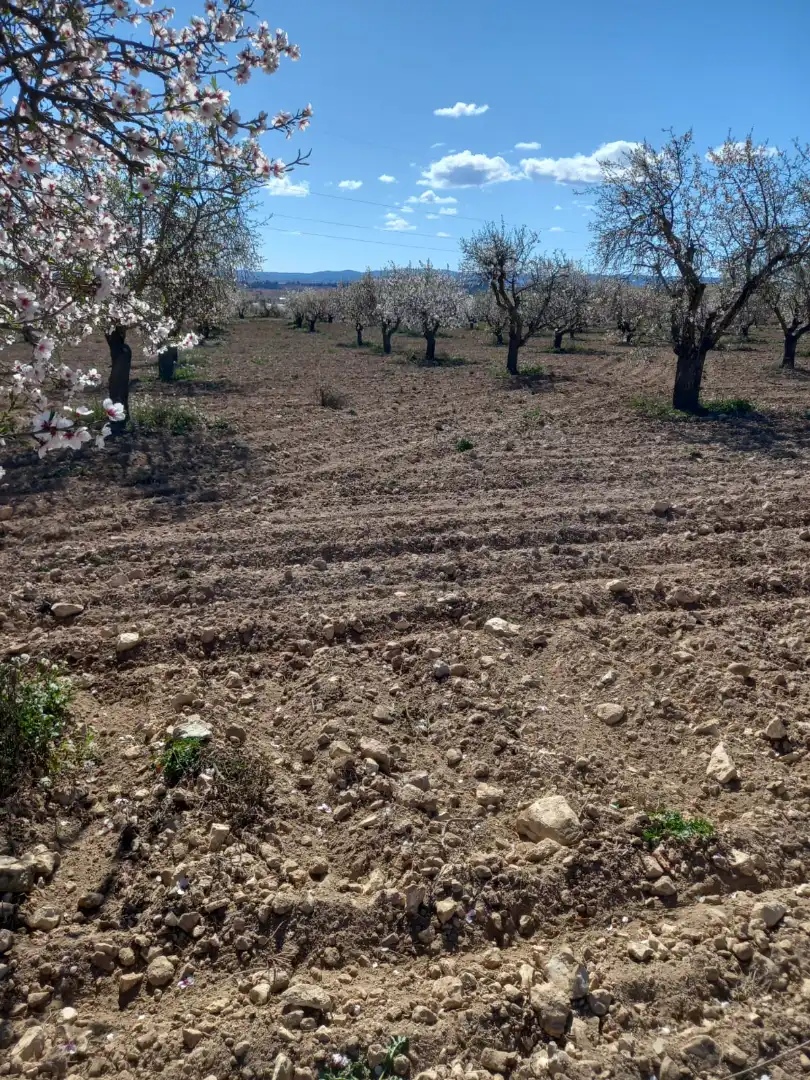 Terreno en venta en Fuenterrobles