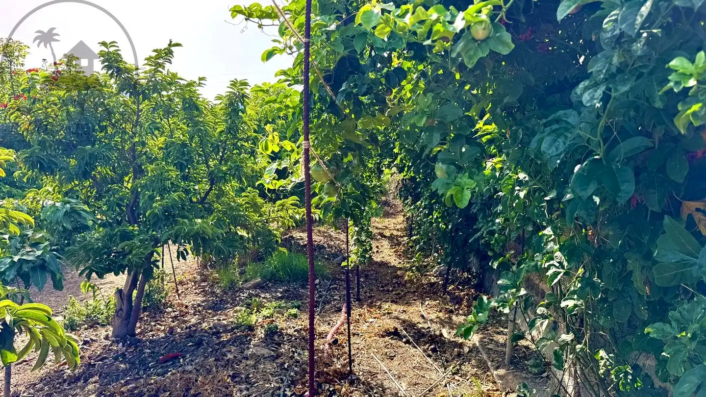 Finca rústica en venda en Buenavista del Norte amb Jardí privat i Terrassa