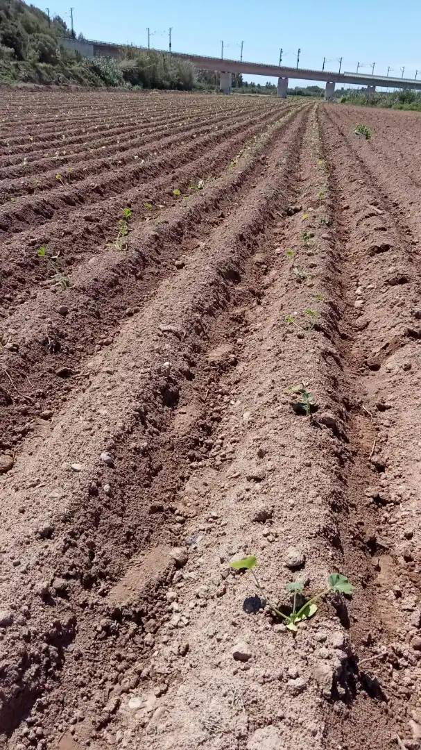Terreno rustico in vendita a N-240 820, imagen 4