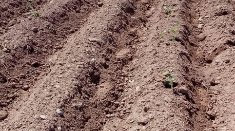26 HECTAREAS DE TERRENO A LA VENTA EN PERAFORT CON MASIA PARA REHABILITAR, immagine 4
