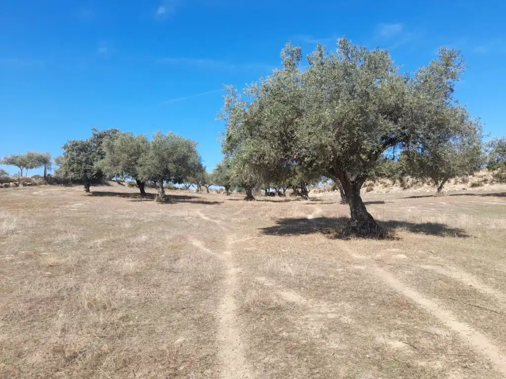 Casa o xalet en venda en San Vicente de Alcántara