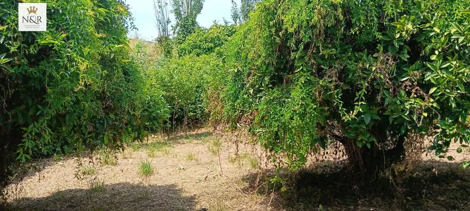 Maison rustique à vendre à Lloseta, imagen 4