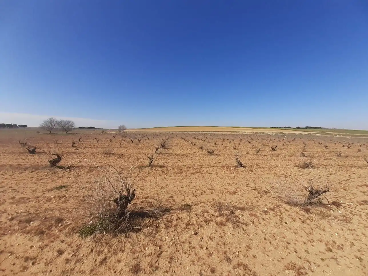 Terreno en venta en Moraleja del Vino