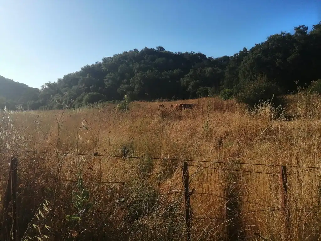 Residential for sale in Morón de la Frontera