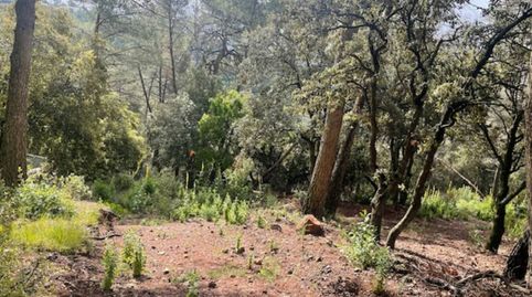 Terreno semiplano en Cavall Bernat, immagine 3